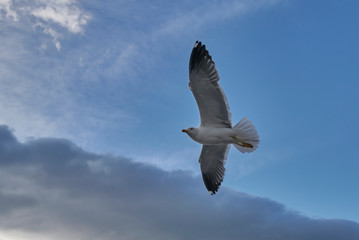 seagull in flight