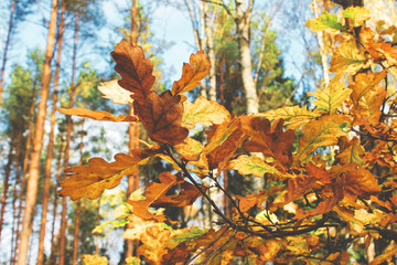 Autumn leaves on the tree in the forest