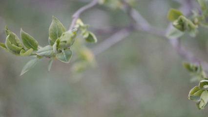 bud of a plant