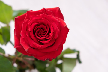 One red rose on a light background. copy space - Valentines and 8 March Mother Women's Day concept