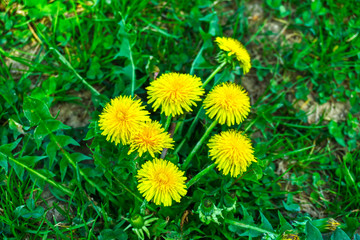 Yellow dandelion on green field