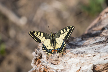 
butterfly in the south of Russia