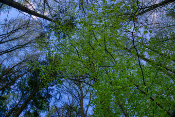 Blue sky between trees