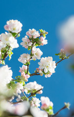 Frühling