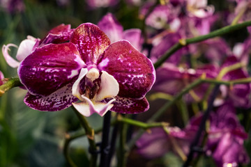 phalaenopsis carmen Orchid. Floral design element for cards, invitations, posters.