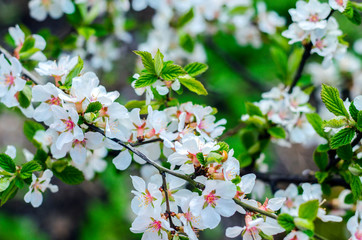 Flowering chinese cherry