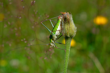 Grasshopper on flower