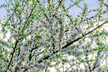 Flowering chinese cherry