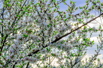 Flowering chinese cherry