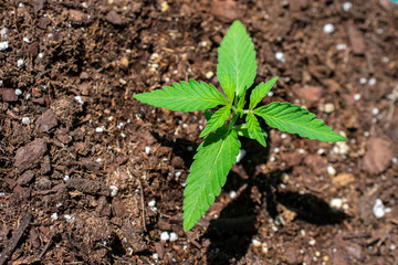 hemp seedling cannabis low thc plant legal cbd