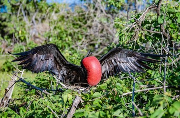 Frigate bird