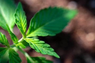 hemp seedling cannabis low thc plant legal cbd