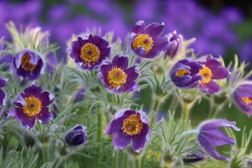 violette Blüten der Kuhschelle