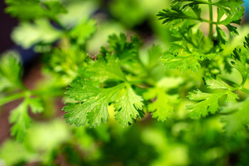 Fototapeta na wymiar cilantro plant growing macro leaf detail