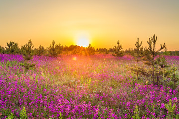 amazing spring landscape with  flowering purple flowers on meadow and sunrise