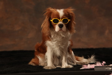 cavalier king charles spaniel dog on black background wearing glasses