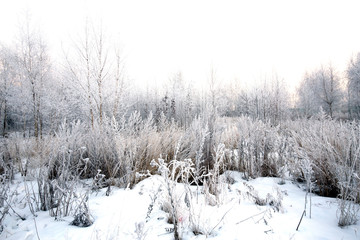 snow covered trees in winter
