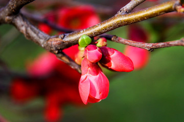 spring blooming of gardens, spring bushes are blooming, red flowers are blooming, cherry blossoms, Apple trees, selective focus