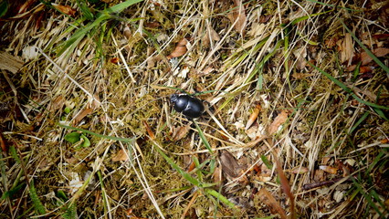 black and white beetle