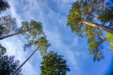 A view of the blue sky between the trees