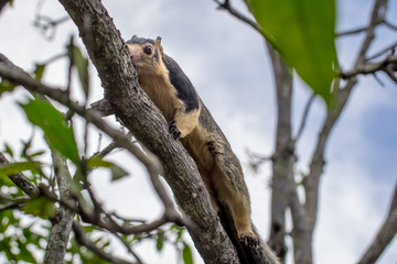 Ratufa, the largest squirrel in the world close-up.