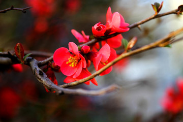 blooming, spring, blooming, spring bushes, blooming, gardens, red flowers, cherry blossoms, Apple trees, selective focus