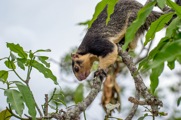 Ratufa, the largest squirrel in the world close-up.