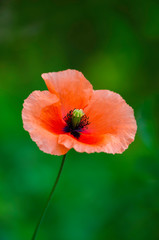 Fototapeta premium Poppie flower isolated on green background