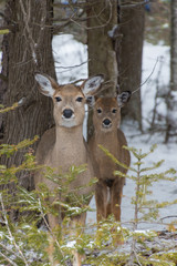 Cute White tailed Deer doe in snow with fawn looking at you