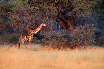 The south african giraffe (Giraffa camelopardalis giraffa) is standing in the savanna full of bush in beautiful morning sunrise