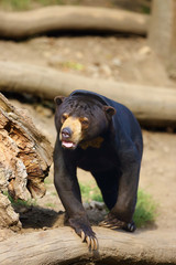 The sun bear (Helarctos malayanus), a large male standing on a slope.