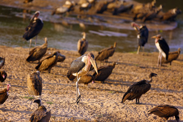 The Marabou Stork (Leptoptilos crumenifer) standing with other birds on the riverside in the African bush.