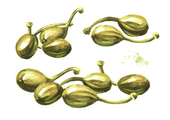 Heap of Marinated big capers set. Hand drawn watercolor illustration isolated on white background