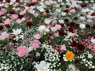 Parterre de tulipes et de fleurs de couleurs blanches et roses