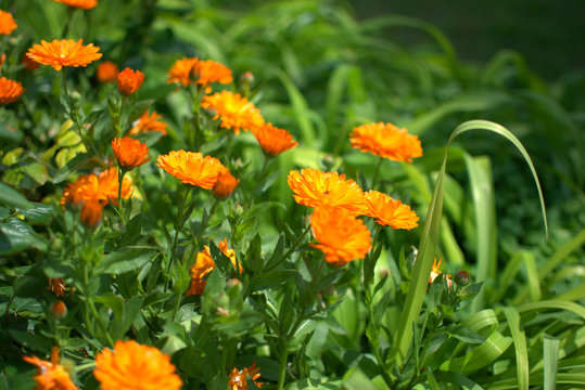 traditional flowers of Greece. organic without fertilizer and spraying