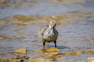 little cute gosling after swimming