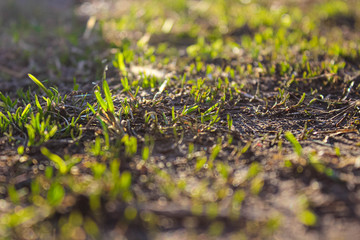 Young grass rises in early spring under the sun.