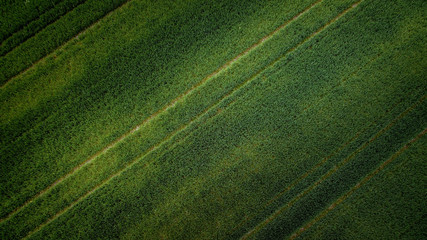 Grünes Feld oder Wiese Textur von oben © cwiela_CH