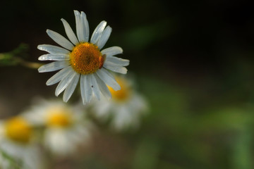 Obraz premium Daisy after rain