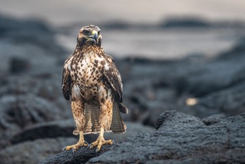 Galapagos hawk on the rocks
