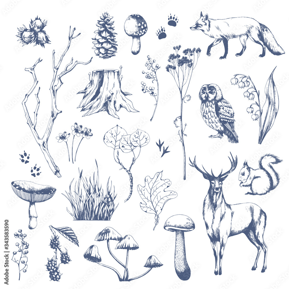 Wall mural nature hand drawn vector sketch. collection of forest plants and animals. mushroom, grass, hazelnut, - Wall murals