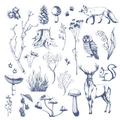 Nature hand drawn vector sketch. Collection of forest plants and animals. Mushroom, grass, hazelnut, berries, cones, fox, deer, owl, squirrel.