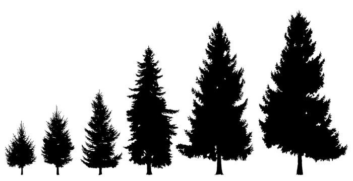 Black tree silhouette on a white background. Set of trees of different size, age. High, low trees, pine. Detailed isolated image of forest