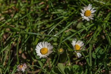 Daisy flower near small drain in green grass