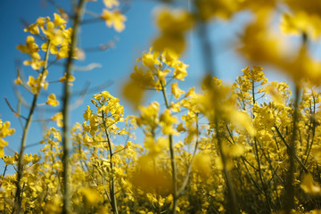 Wide shot of Colza cultivation, this yellow beauty will become oil one day. 