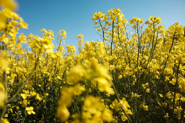 Wide shot of Colza cultivation, this yellow beauty will become oil one day. 