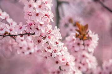 Pink blooming cherry tree branch. Cherry orchard. Spring nature background