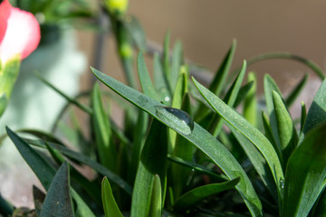 Wassertropfen auf einem Blatt