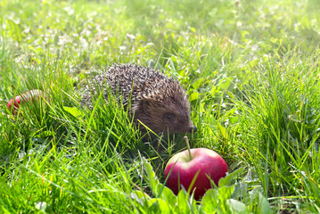 Small hedgehog in green grass with red apples in morning summer in sun light © Anastasiia Malinich