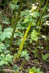 Frische Brombeertriebe, Unkraut, invasiv, wilder Brombeerstrauch